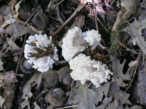 Image of <i>Tremellodendron pallidum</i>