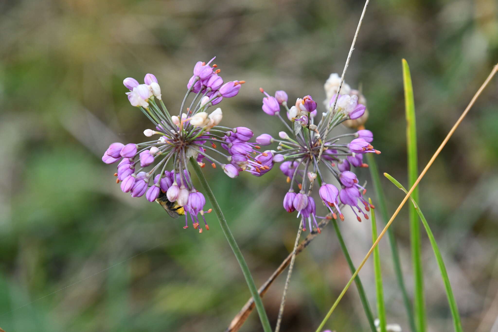 Image of Allium sacculiferum Maxim.