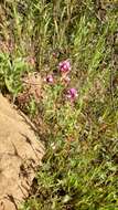 Image of denseflower Indian paintbrush