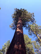 Image of giant sequoia