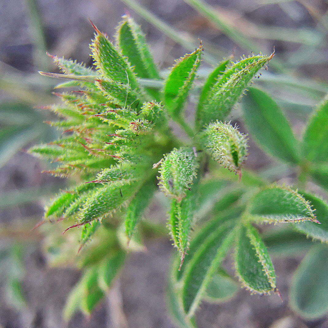 Image of Indigofera rubroglandulosa Germish.