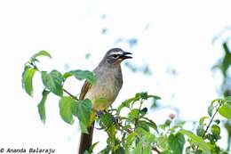 Image of White-browed Bulbul