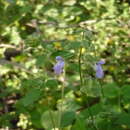 Imagem de Salvia uruapana Fernald