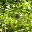 Image of Florida yellowcress