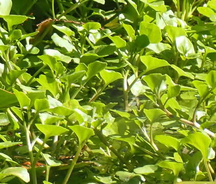 Nasturtium floridanum (Al-Shehbaz & Rollins) Al-Shehbaz & R. A. Price的圖片