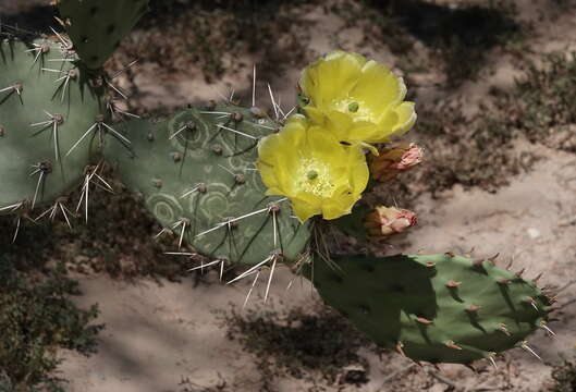 Image of Opuntia chlorotic ringspot virus