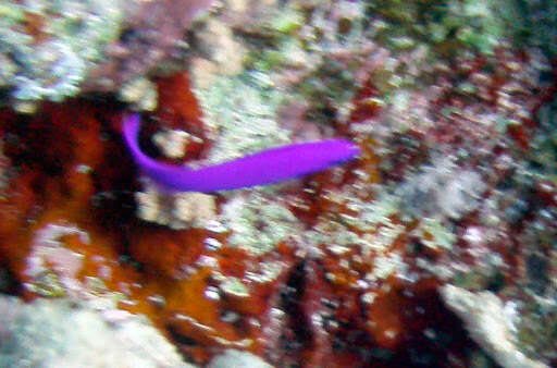 Image of Orchid dottyback