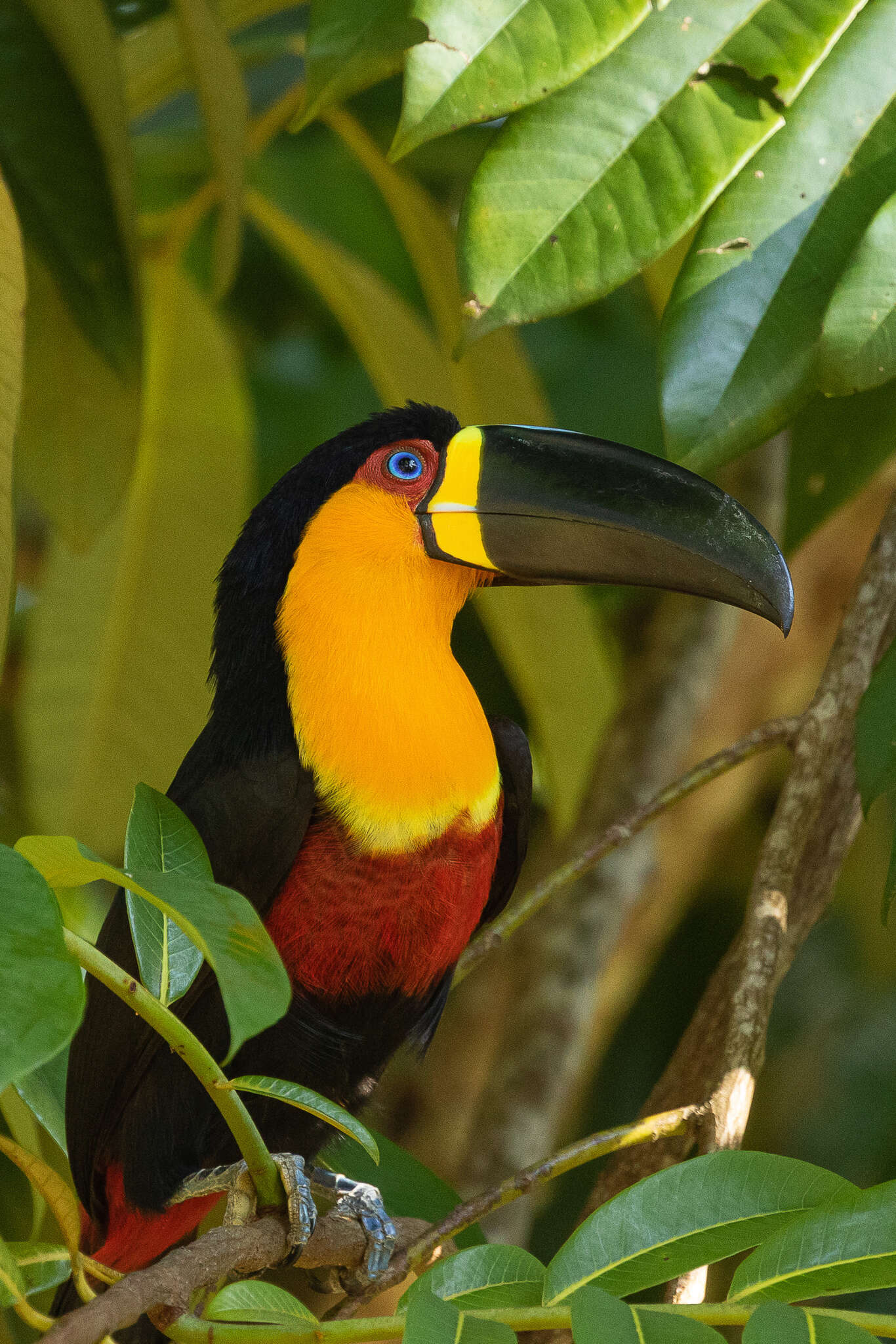 Image of Ramphastos vitellinus ariel Vigors 1826