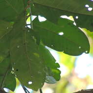 Image of Forest natal mahogany