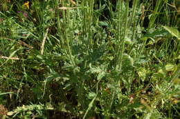 Image of Papaver tuberculatum V. I. Dorof. & Murtaz.