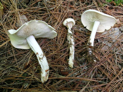 539.min mcbs239 tricholoma cf columbetta 1 1247792340 jpg.580x360