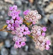 Verticordia densiflora Lindl. resmi