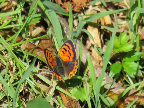 Lycaena phlaeas phlaeoides (Staudinger 1901) resmi