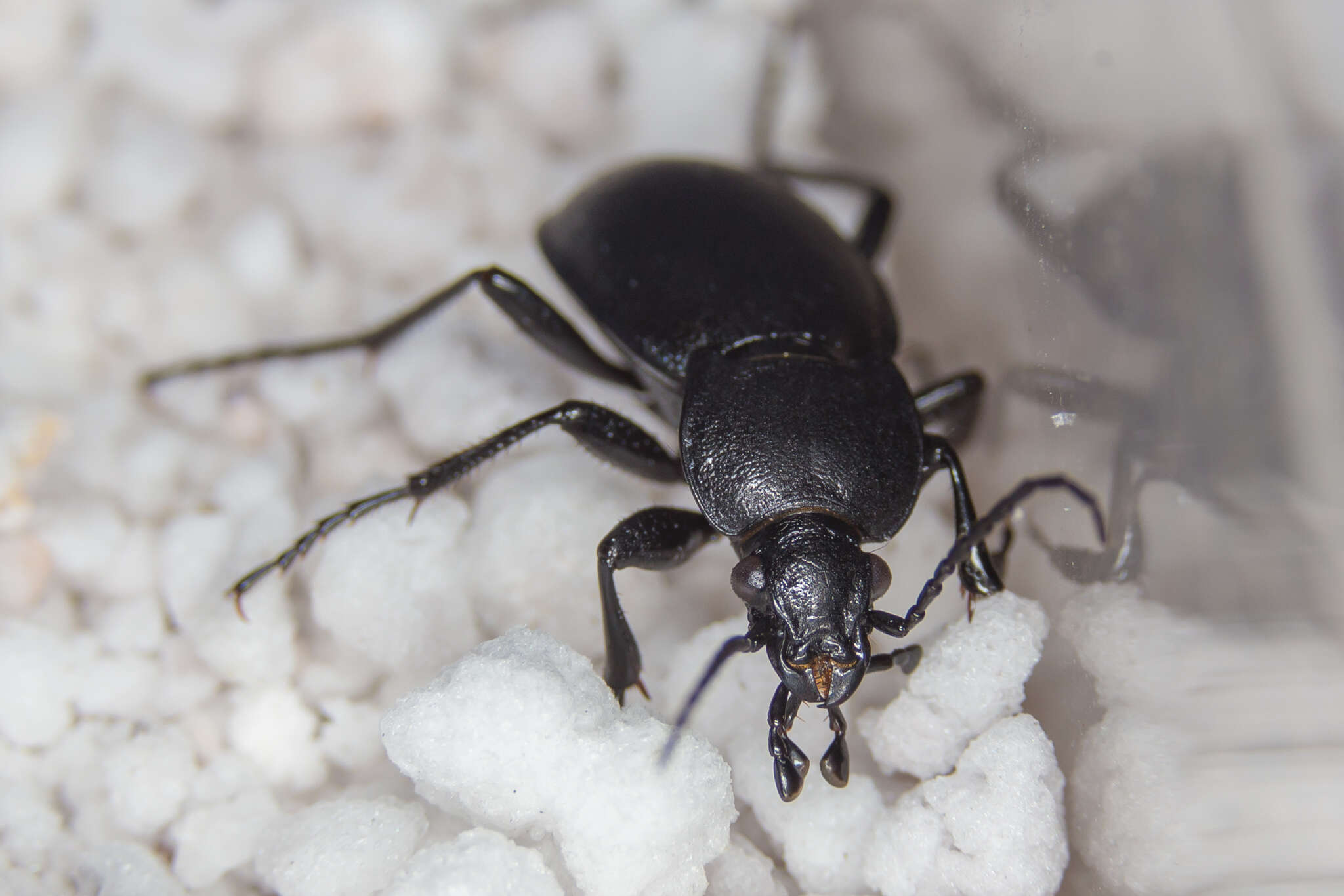 Image of Winstanley Ground Beetle