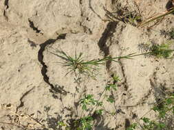 صورة Dianthus borbasii Vandas