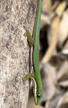 Plancia ëd Phelsuma lineata elanthana Krüger 1996