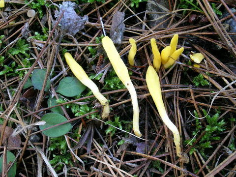Image of <i>Neolecta irregularis</i> (Peck) Korf & J. K. Rogers 1971