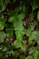 Stegnogramma sagittifolia (Ching) L. J. He & X. C. Zhang resmi