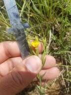 Image of Wyoming flax