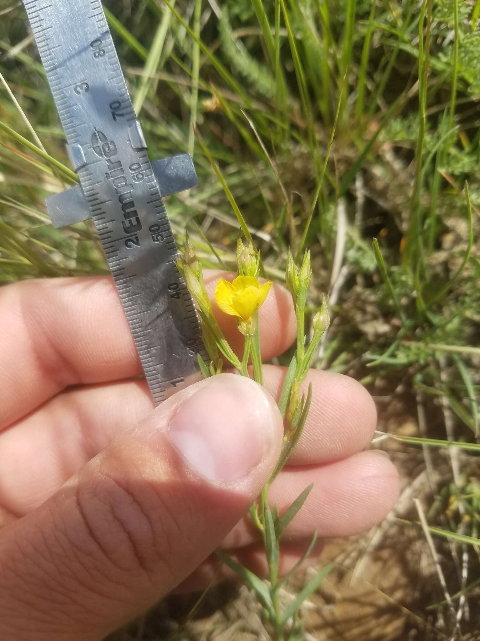 Image of Wyoming flax