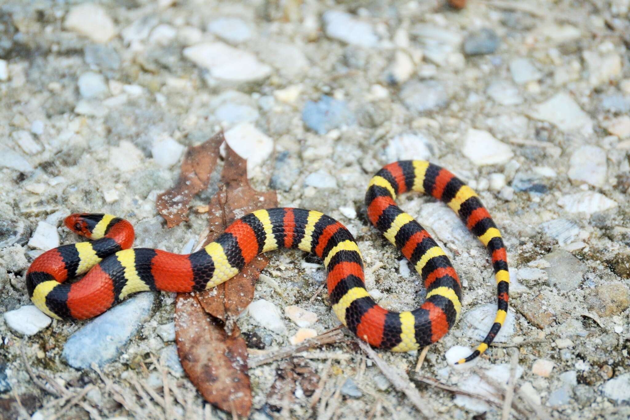 صورة Lampropeltis elapsoides (Holbrook 1838)