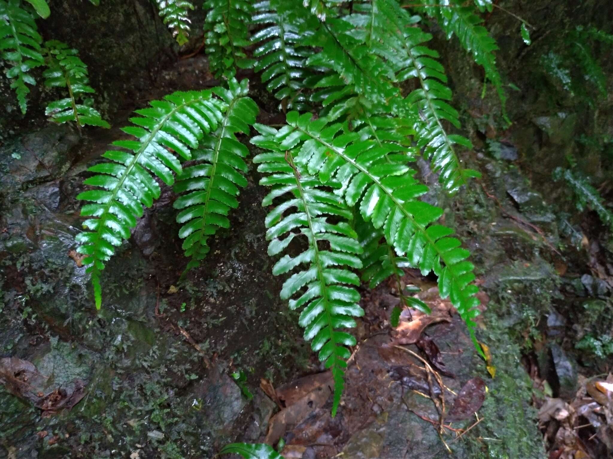 Bolbitis appendiculata (Willd.) Iwatsuki resmi