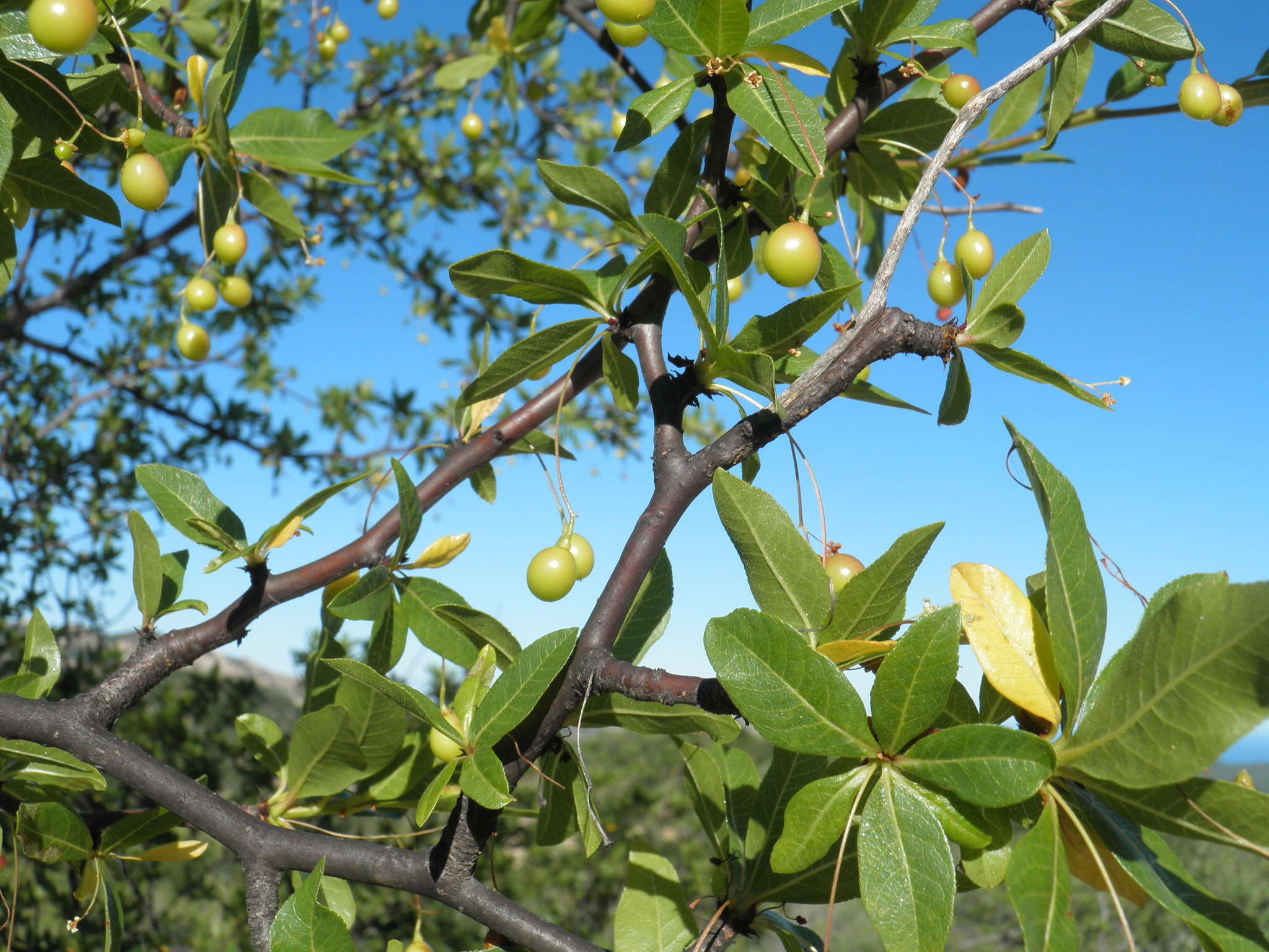 Plancia ëd Bursera cerasiifolia T. S. Brandeg.