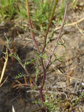 Oncosiphon grandiflorum (Thunb.) M. Källersjö的圖片