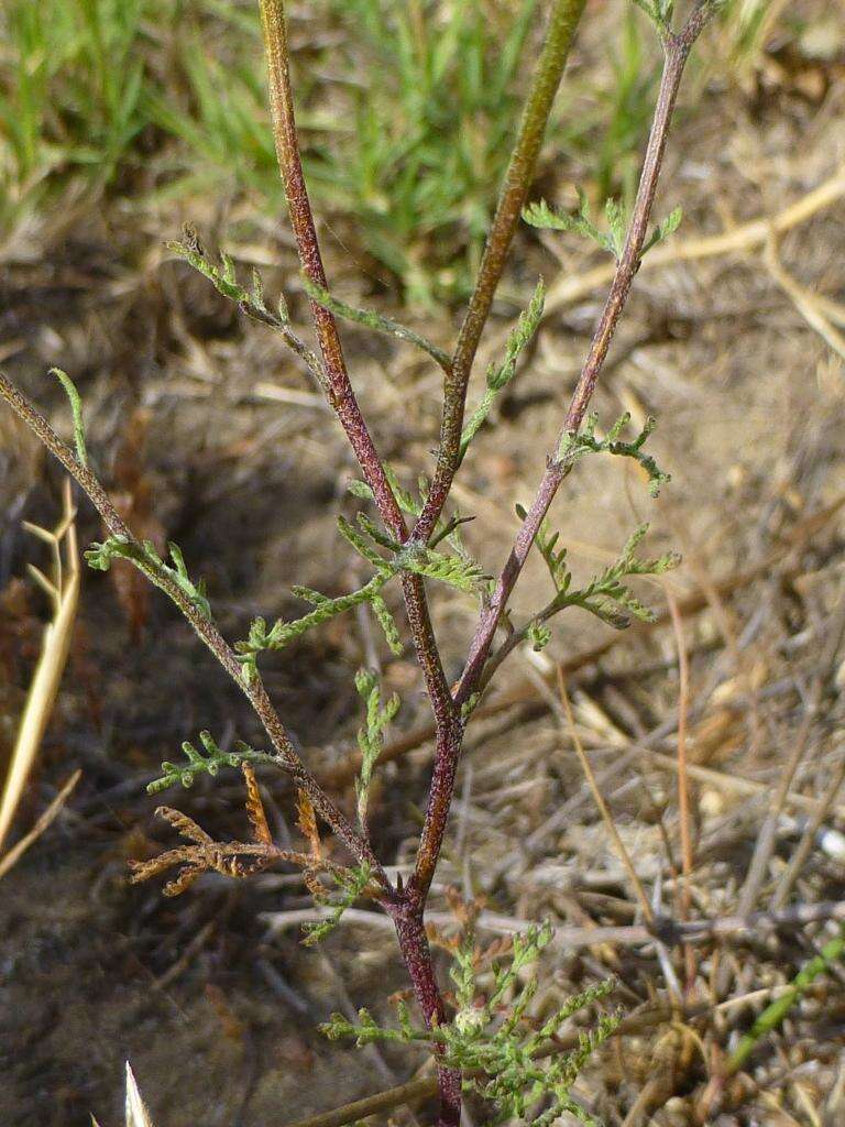 Oncosiphon grandiflorum (Thunb.) M. Källersjö的圖片