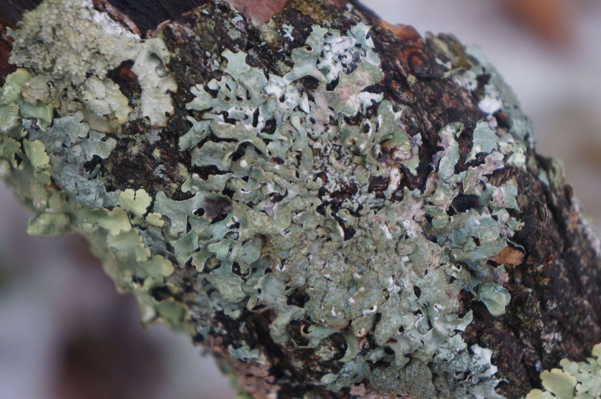 Image of Hammered shield lichen