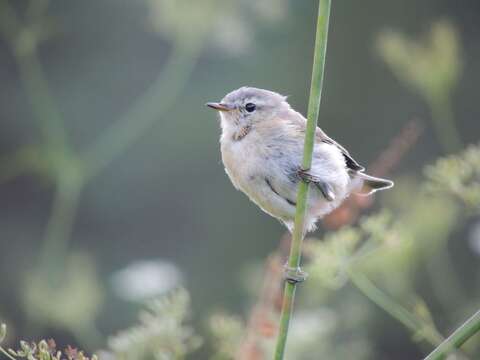 صورة Phylloscopus sindianus lorenzii (Lorenz & T 1887)