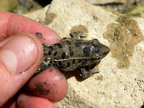 Image of Rio Grande Leopard Frog