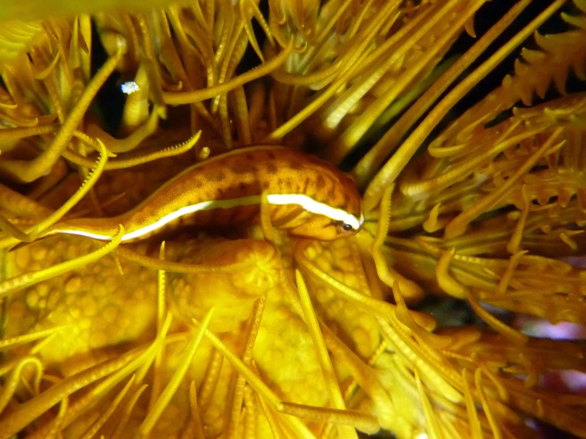 Image of Oneline clingfish