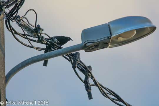 Image of Carib Grackle