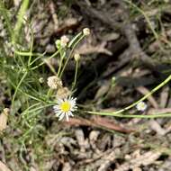 Image of Brachyscome paludicola P. S. Short