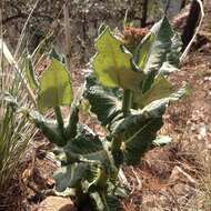 Image of Asclepias otarioides E. Fourn.