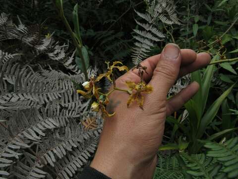 Image of Cyrtochilum divaricatum (Lindl.) Dalström