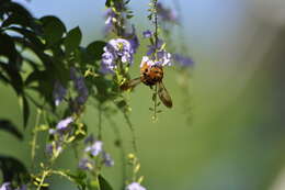 Image of Xylocopa ruficeps Friese 1910