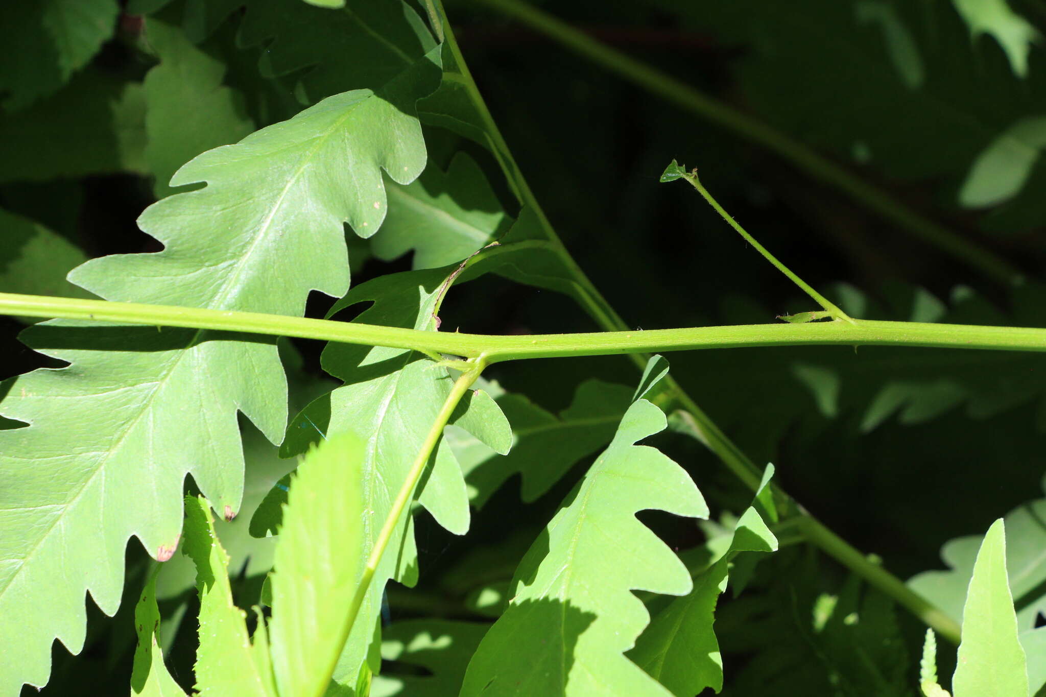 صورة Rubus canadensis L.