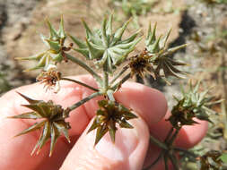 Image of California damsonium