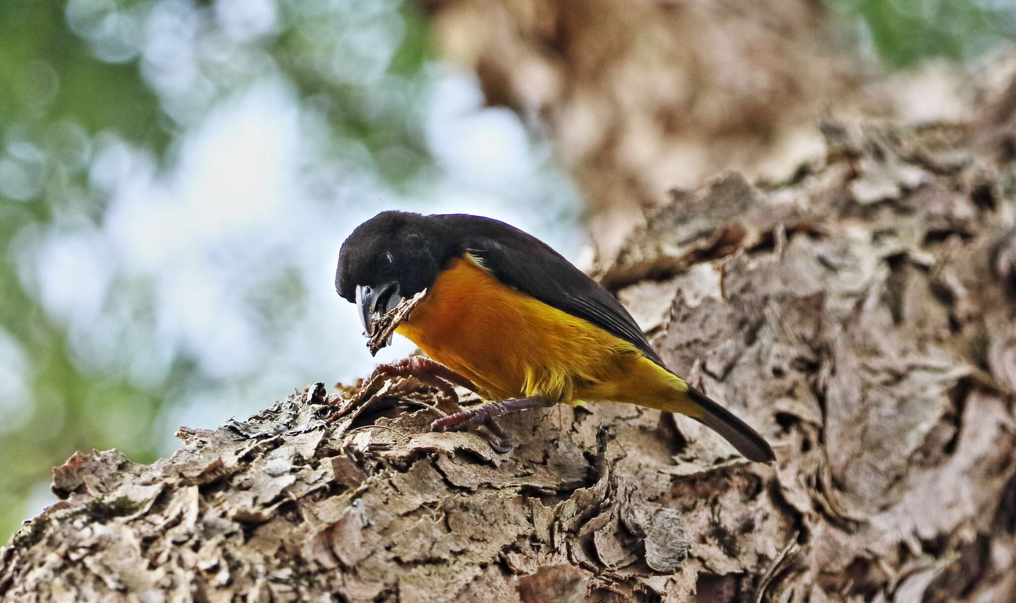 Image de Ploceus bicolor bicolor Vieillot 1819