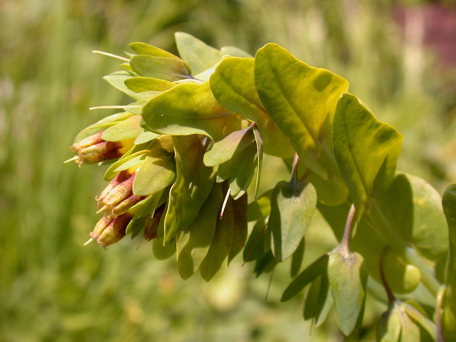 Cerinthe glabra Miller resmi