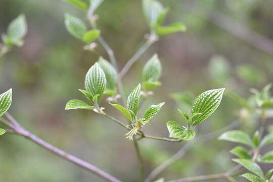 Слика од Cornus sessilis Torr.