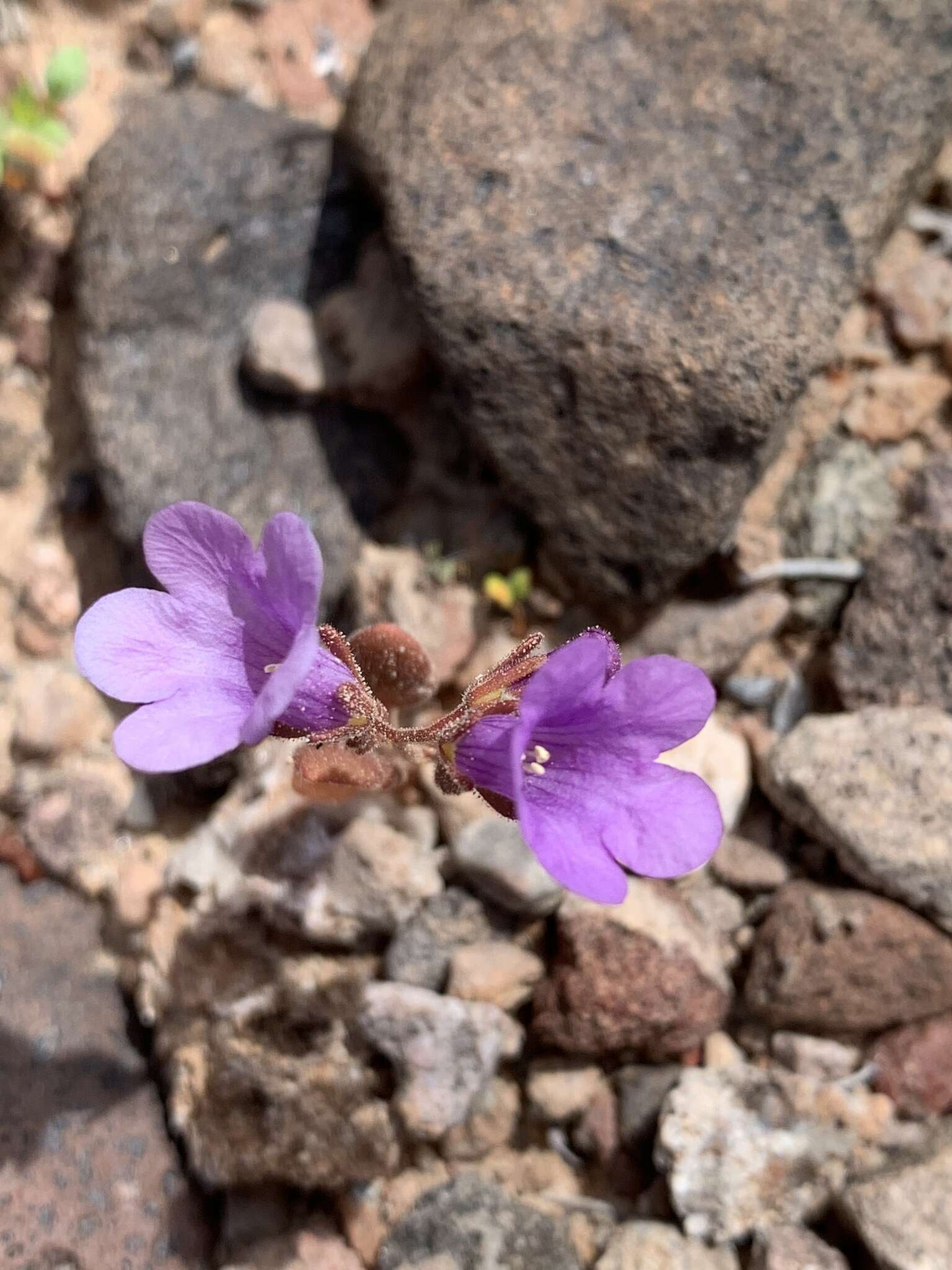 Phacelia pulchella var. gooddingii (Brand) J. T. Howell resmi