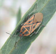 Image of Spilostethus rivularis (Germar & E. F. 1837)