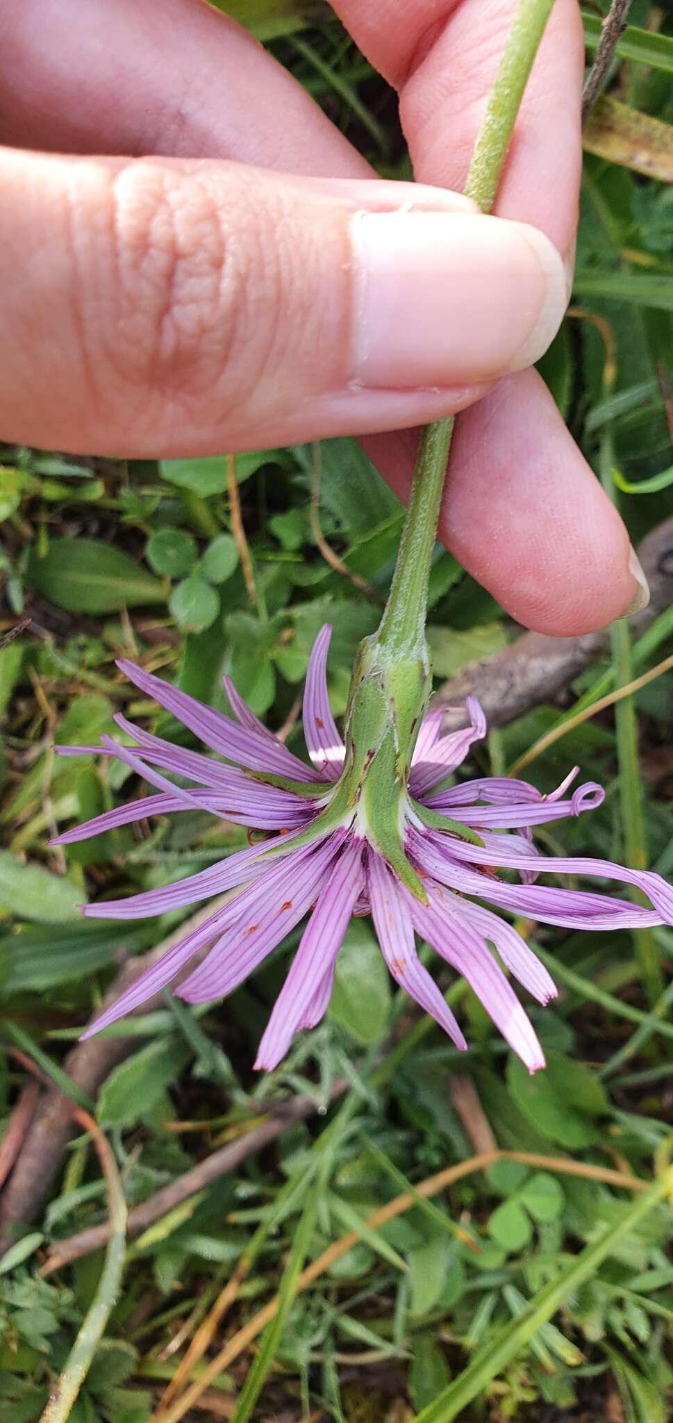 Pseudopodospermum undulatum (Vahl) Zaika, Sukhor. & N. Kilian resmi