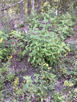 Image of resindot sunflower