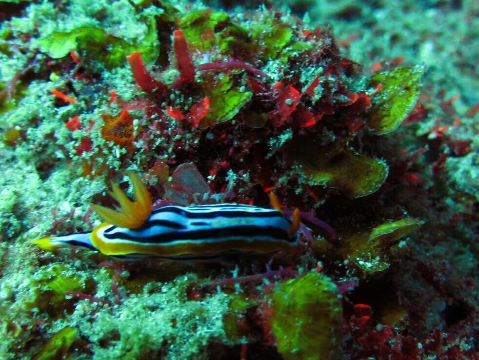 Image de Chromodoris celinae Tibiriçá, Pola, Ortigosa & Cervera 2020