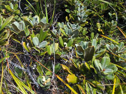 Pittosporum serpentinum (de Lange) de Lange的圖片