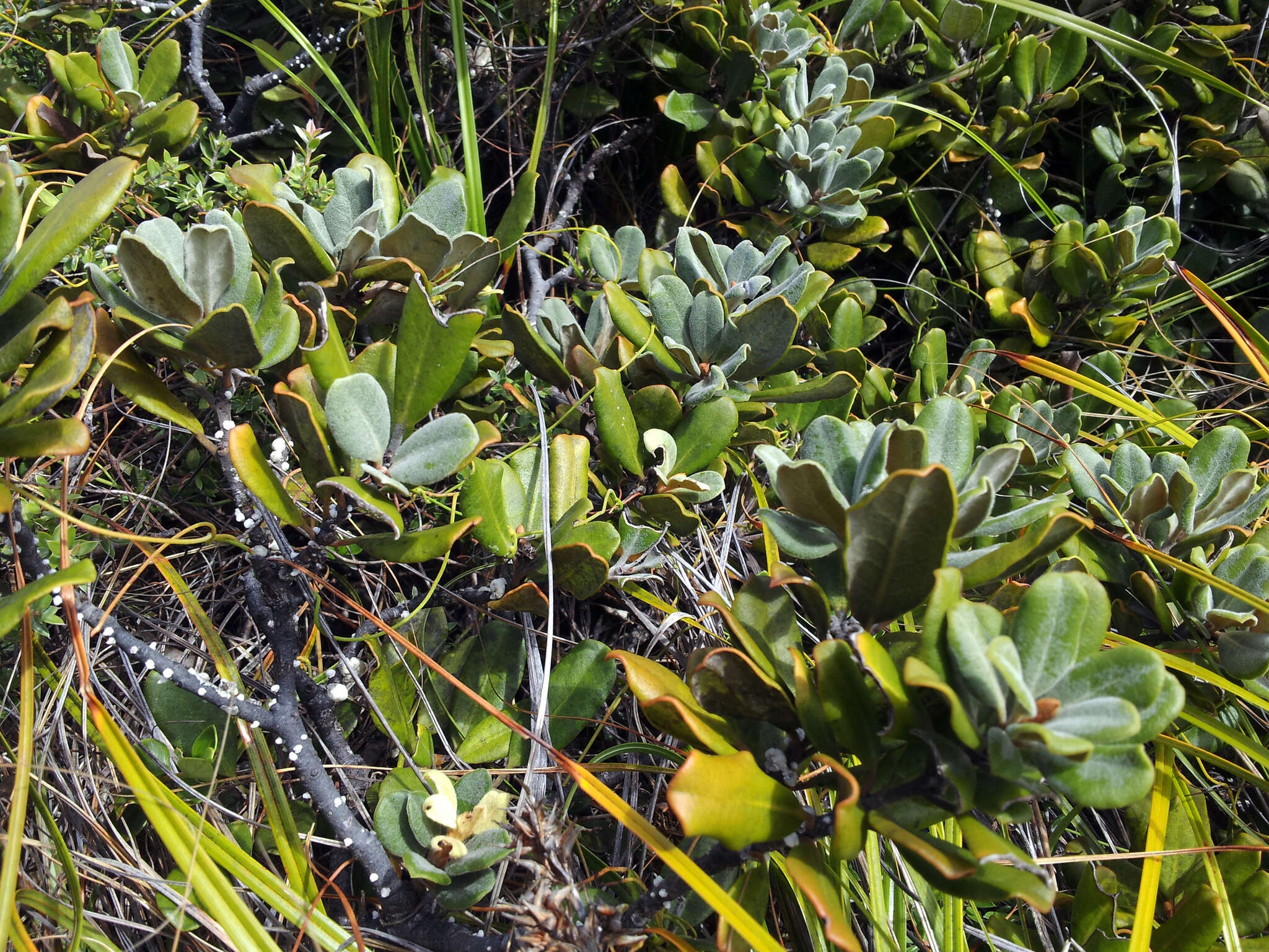 Image of Pittosporum serpentinum (de Lange) de Lange